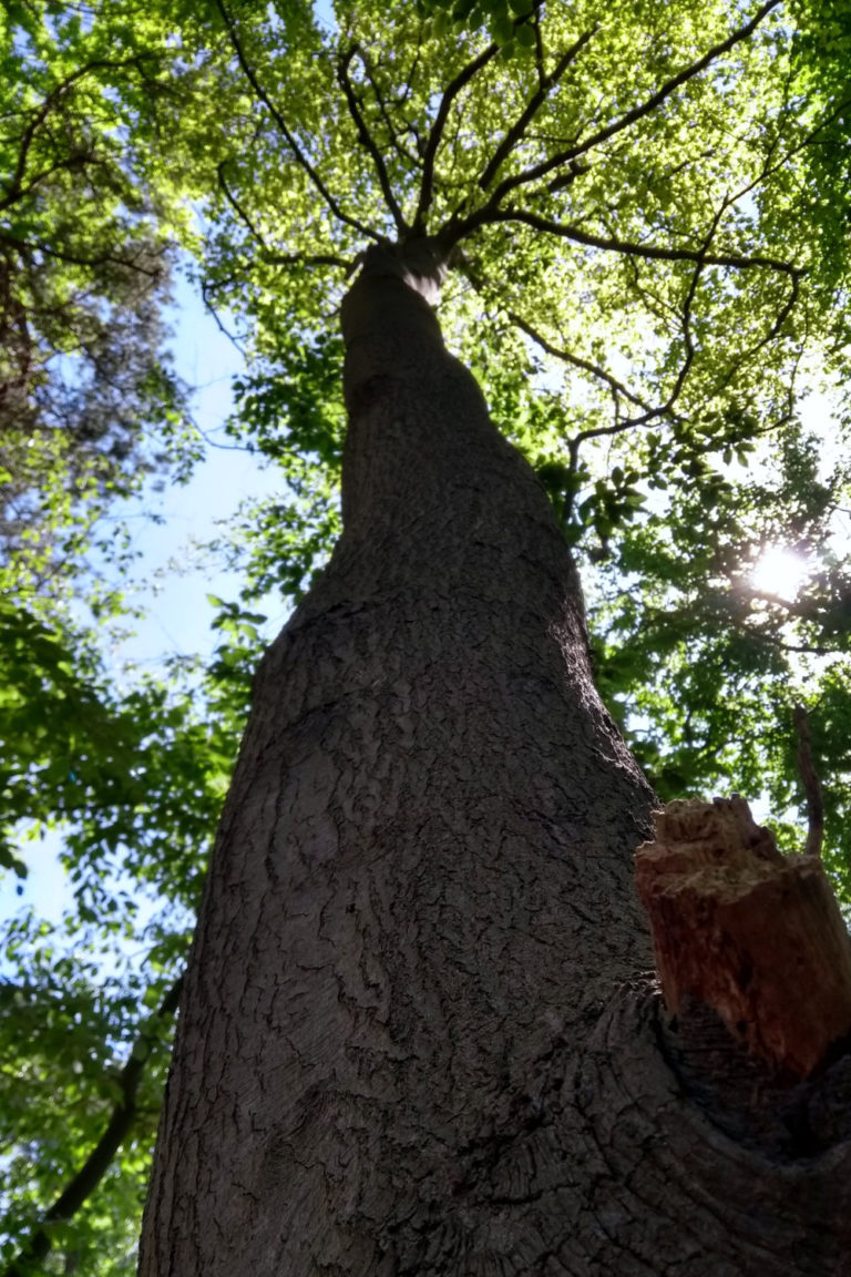 Grote boom in bos