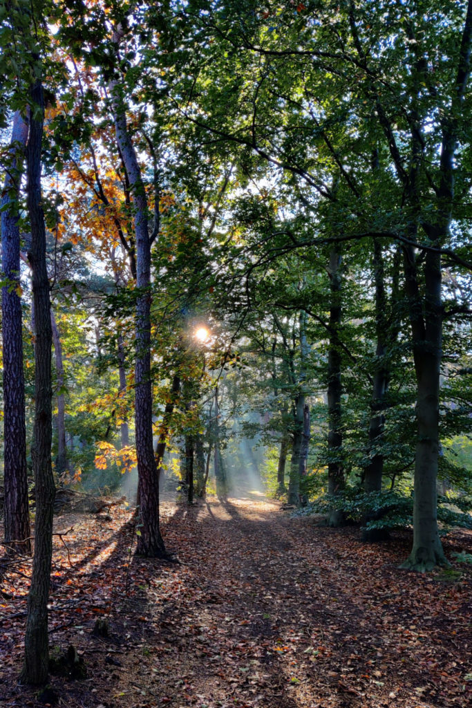 Zon in eigen bos