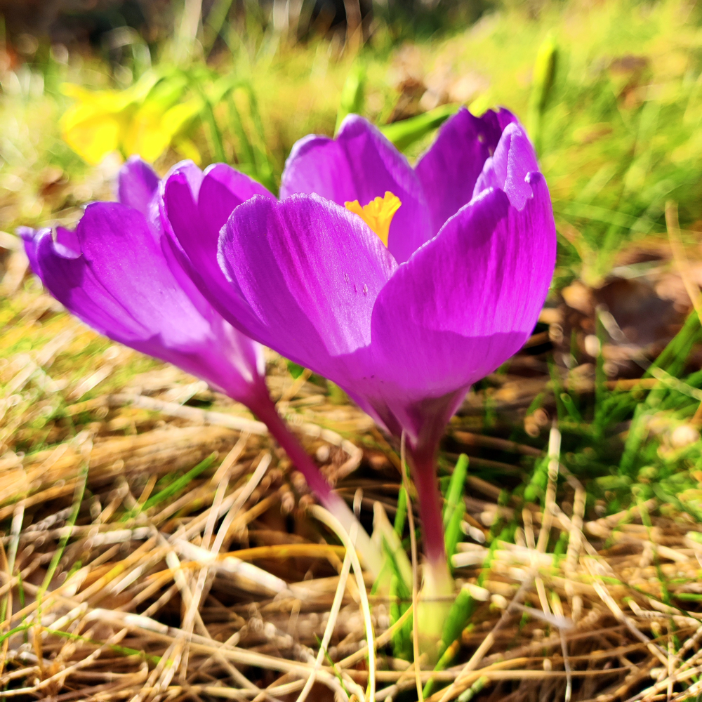 Blog Lentekriebels krokus