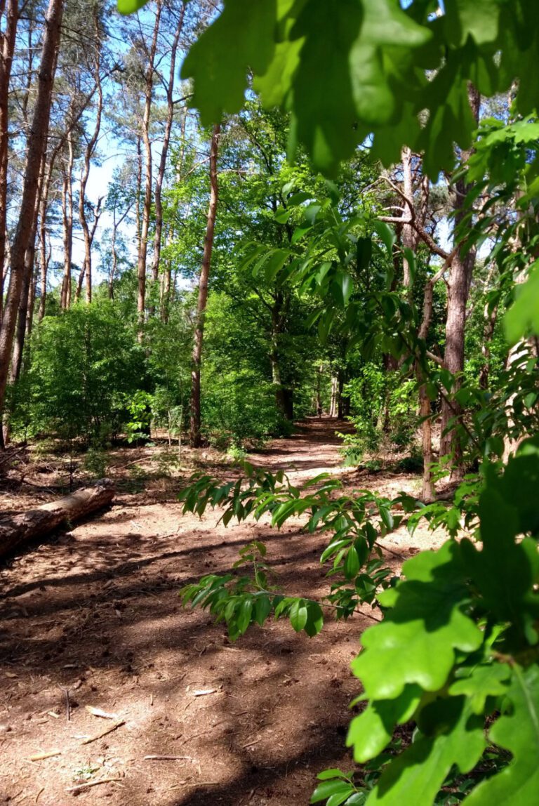 Brede bospad door het bos
