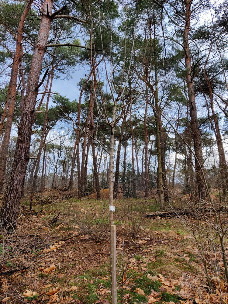Jonge Appelboom in mijn eigen bos