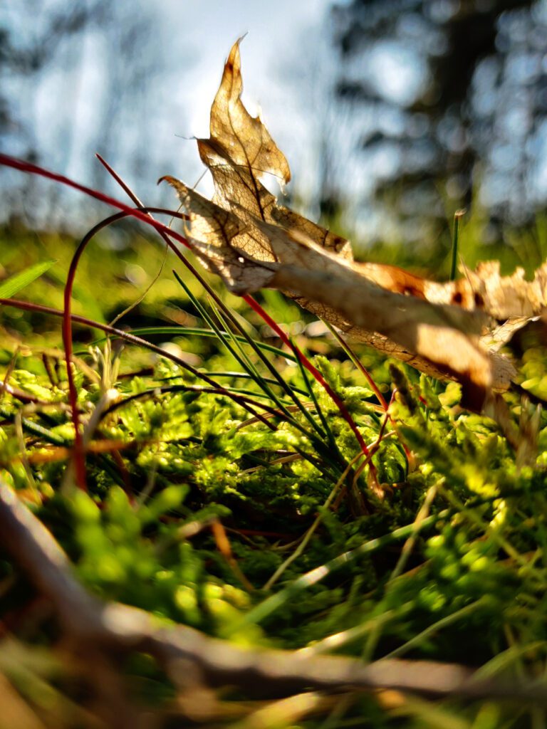 Blaadje met zon in het bos