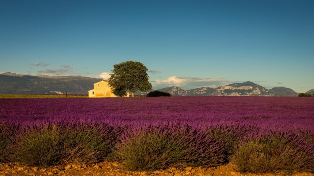 Lavendel velden Provence
